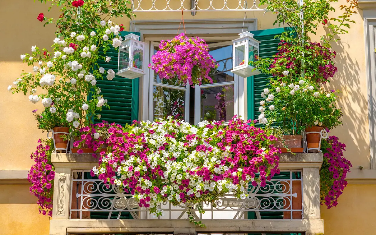 Queste piante da balcone sono perfette per questo periodo: LISTA