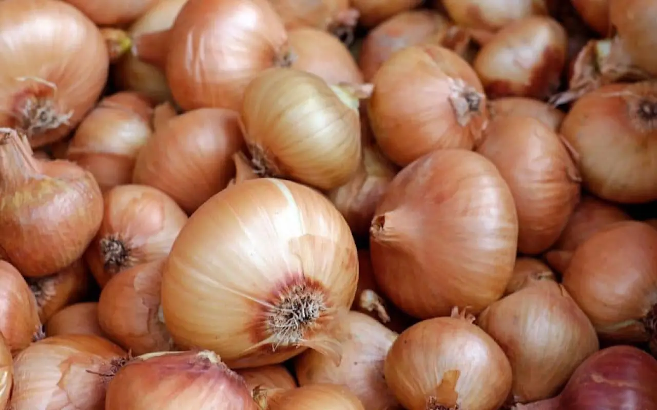 Come usare le bucce di cipolla in giardino: ecco cosa devi fare