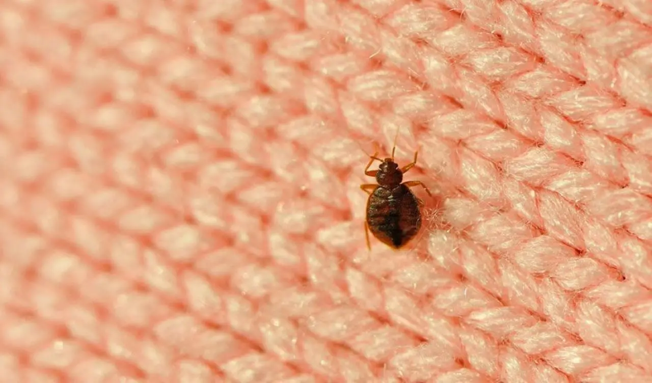 Come trovare le cimici in casa? Ecco il trucco della nonna