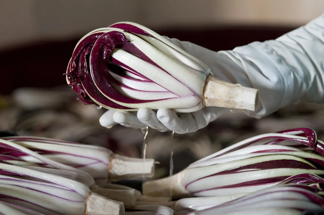 Come pulire il radicchio: ecco il trucco dell’esperto