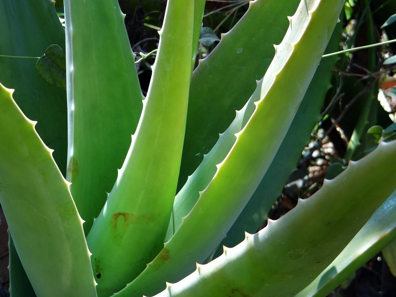 Allerta aloe vera: attenzione, ecco cosa accade se…