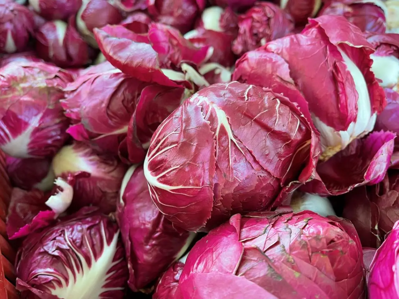 Mangiare radicchio rosso fa bene alla salute? Ecco la risposta