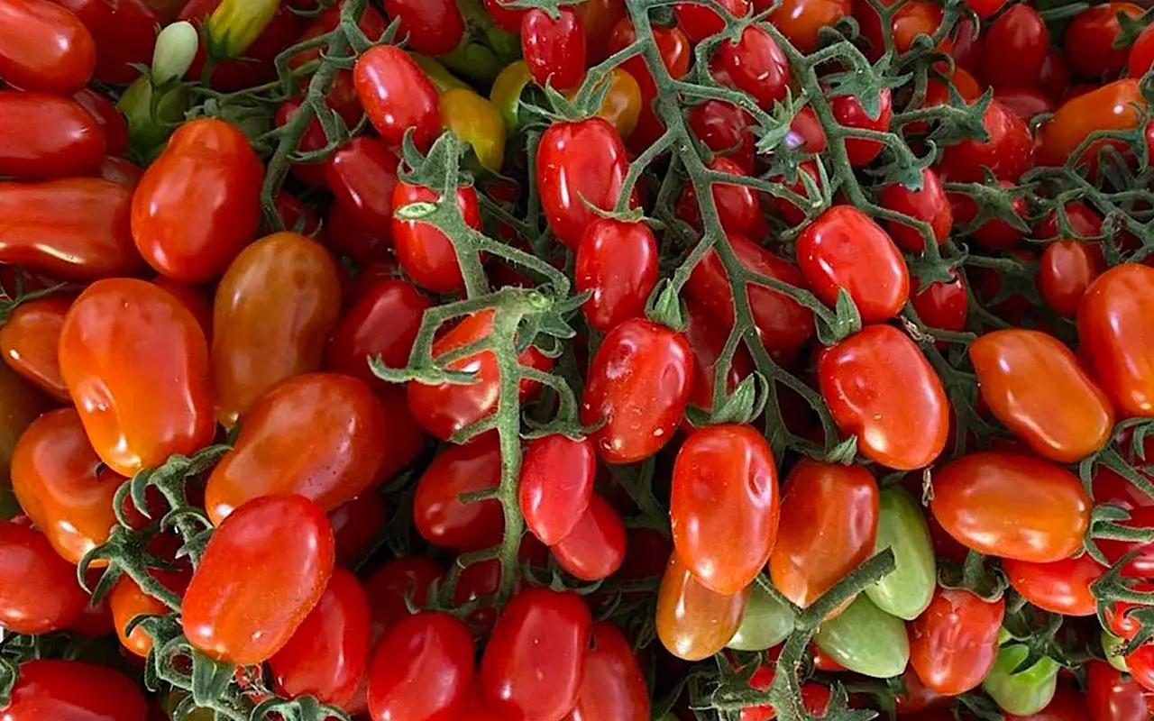 Quando si piantano i pomodori datterini? Ecco la risposta