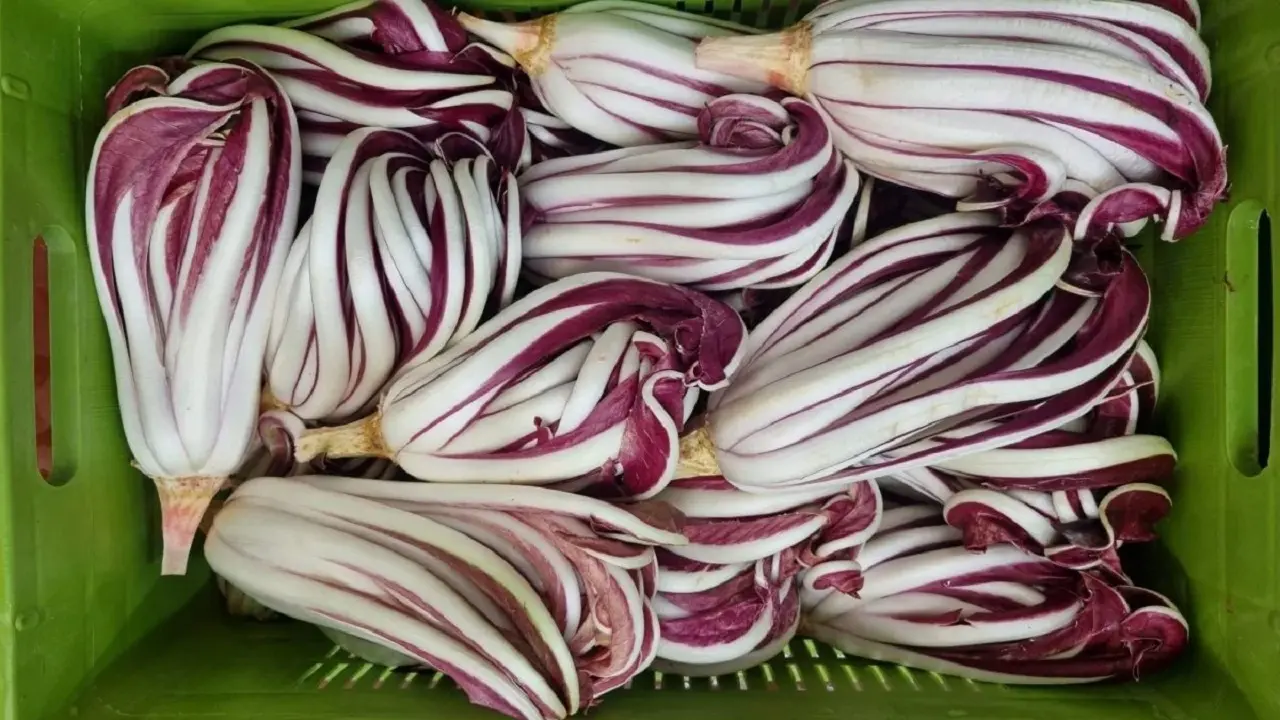 Attenzione, ecco chi non deve mai mangiare il radicchio rosso