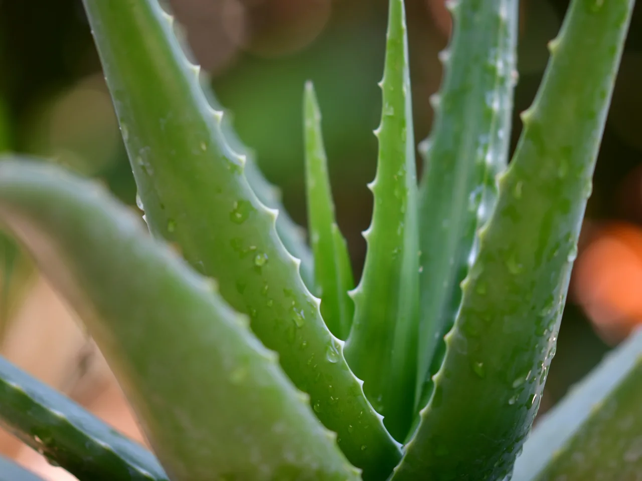 Benefici dell’aloe vera: ecco cosa devi sapere