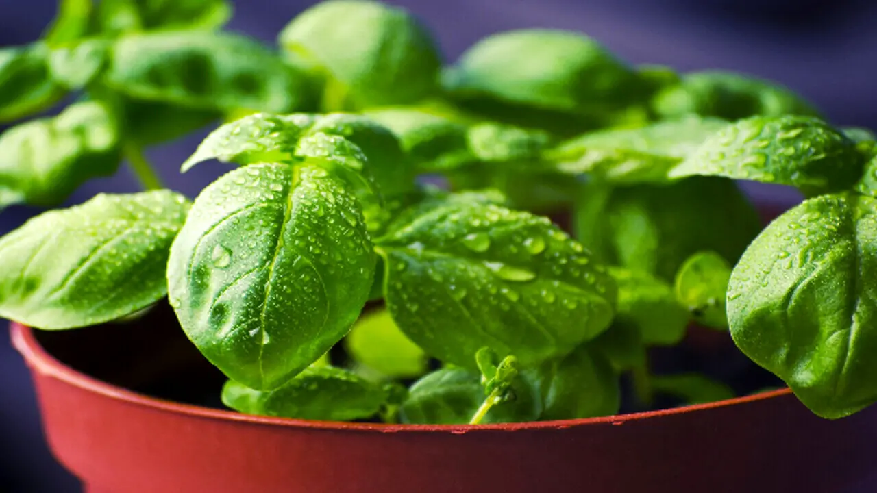 Attenzione a mangiare basilico cotto: ecco le conseguenze