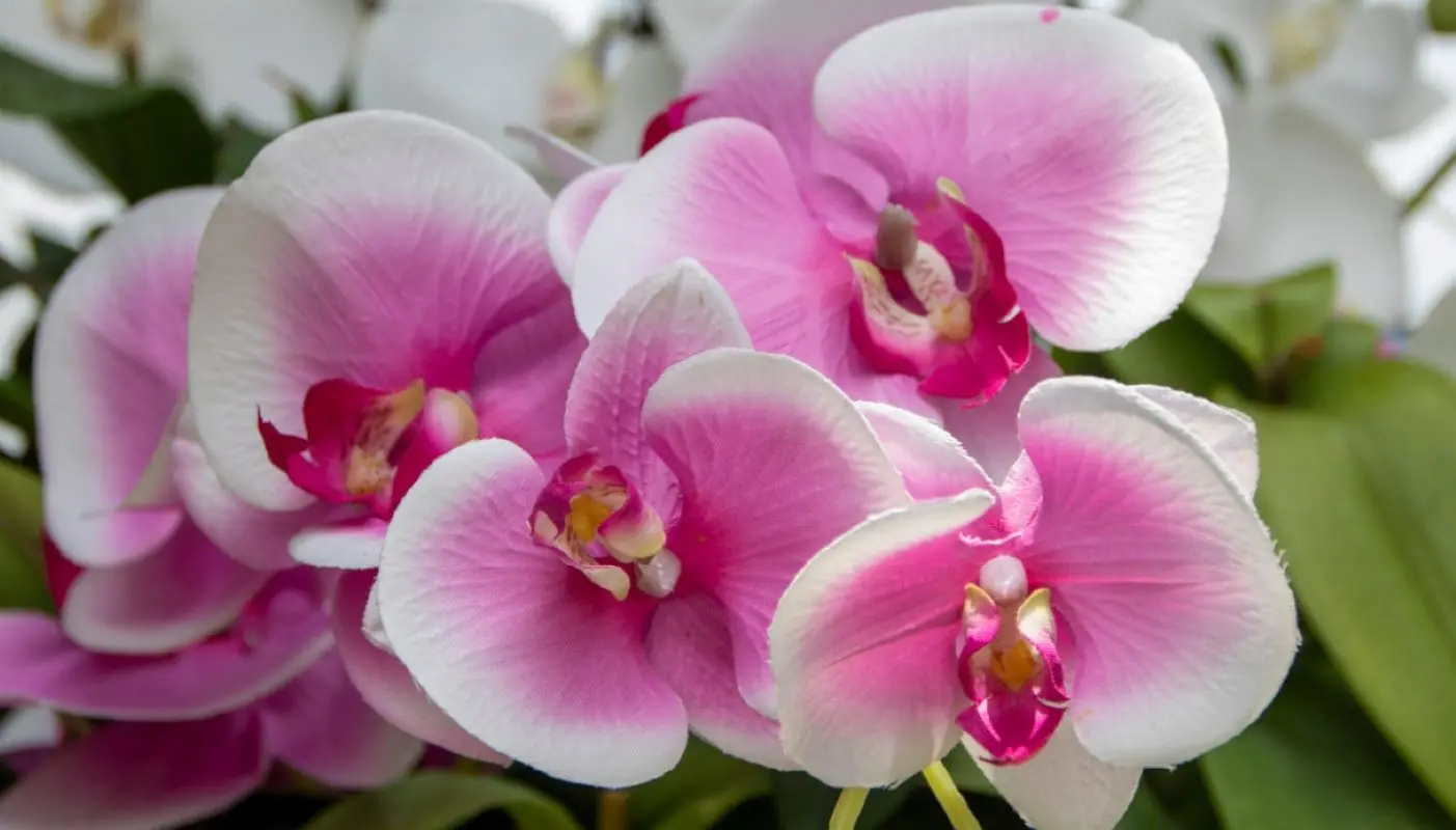 Metti questa spezia sulle orchidee: ecco cosa accade, incredibile