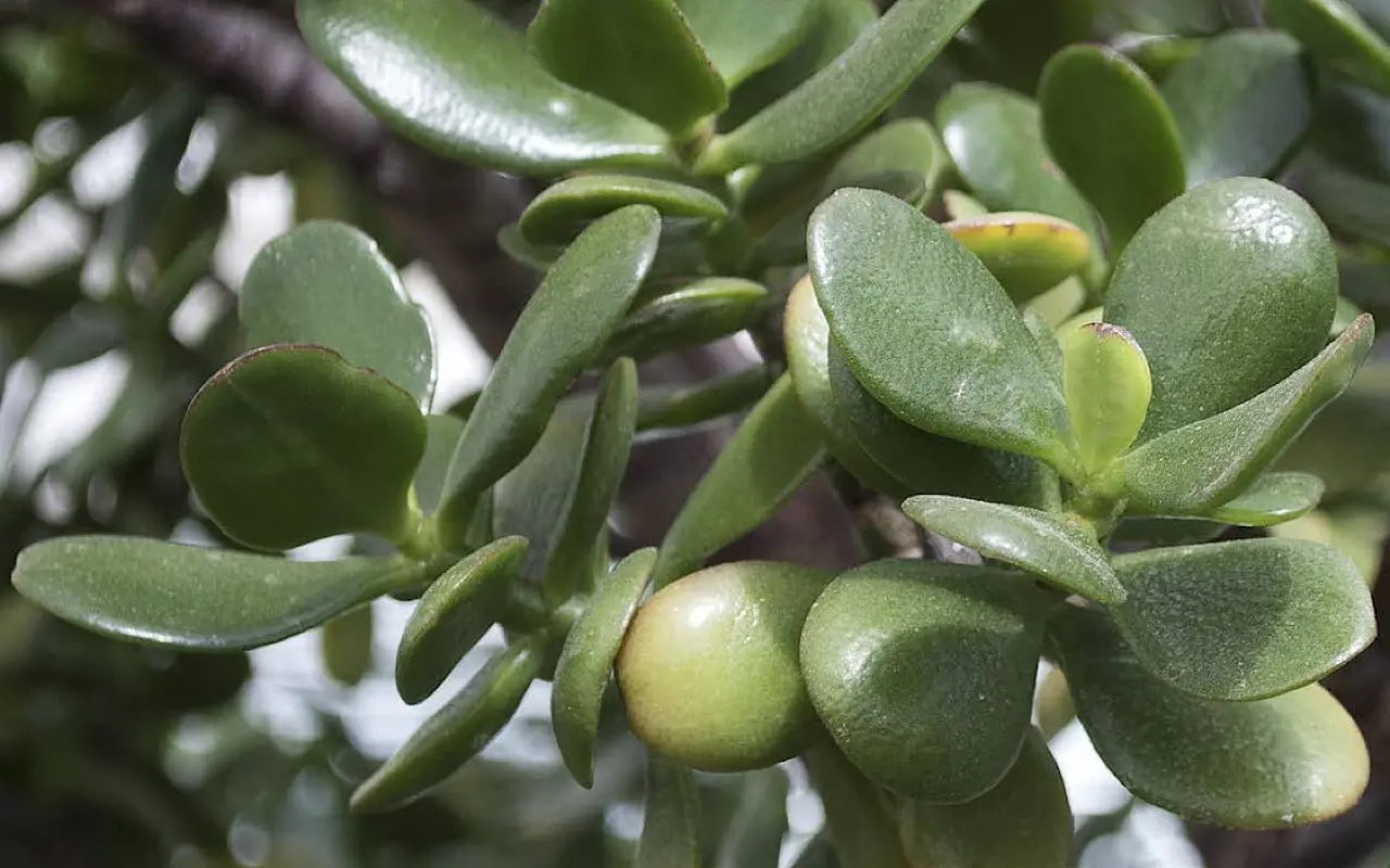 L’albero di giada è velenoso: attenzione, ecco cosa può accadere