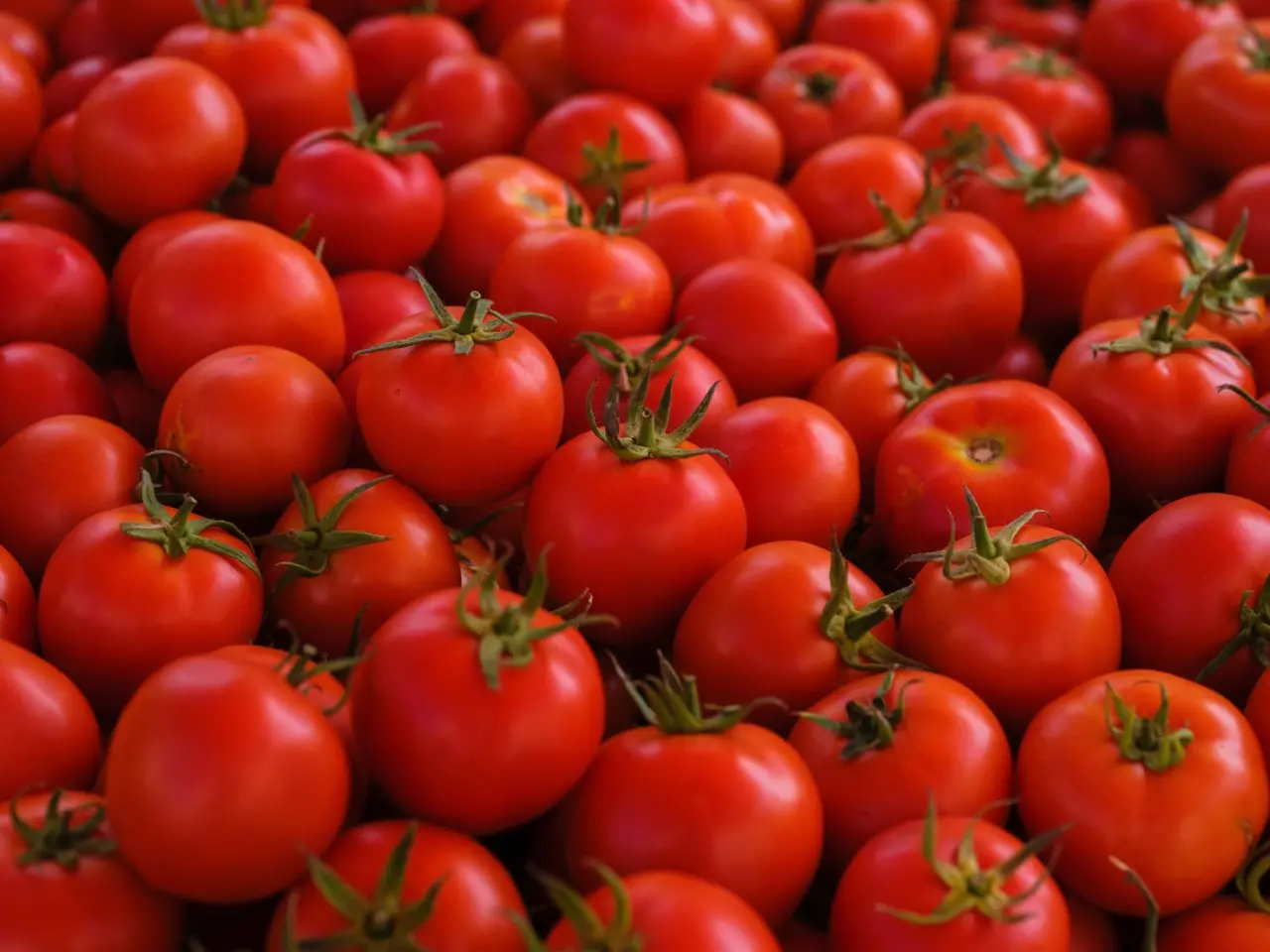 Pomodoro pieno di pesticidi: attenzione, ecco quando non devi mangiarlo